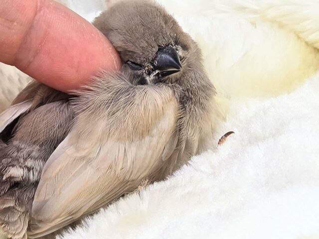 ジャンボキンカチョウ