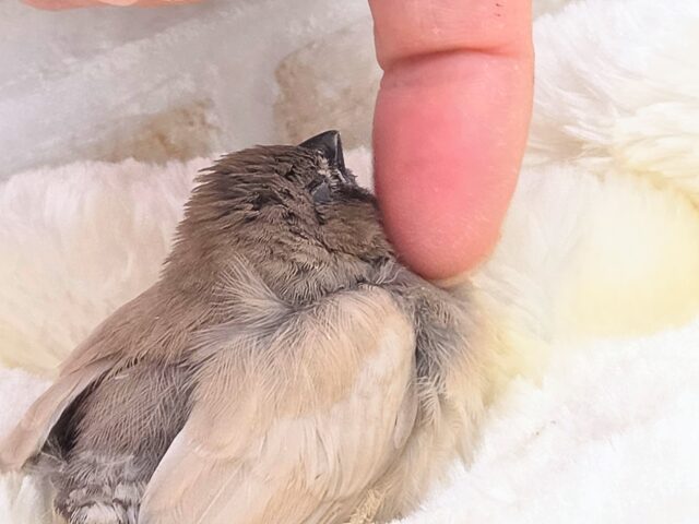 ジャンボキンカチョウ