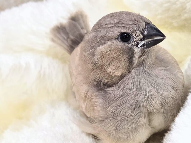 ジャンボキンカチョウ