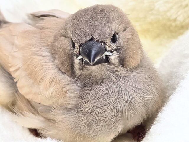 ジャンボキンカチョウ