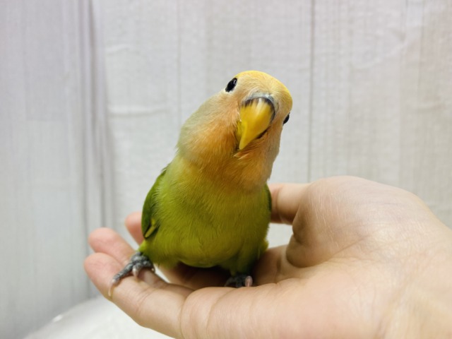 コザクラインコ（小桜インコ）