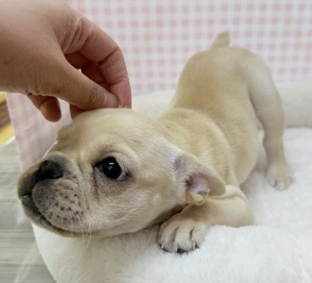 フレンチブルドッグ