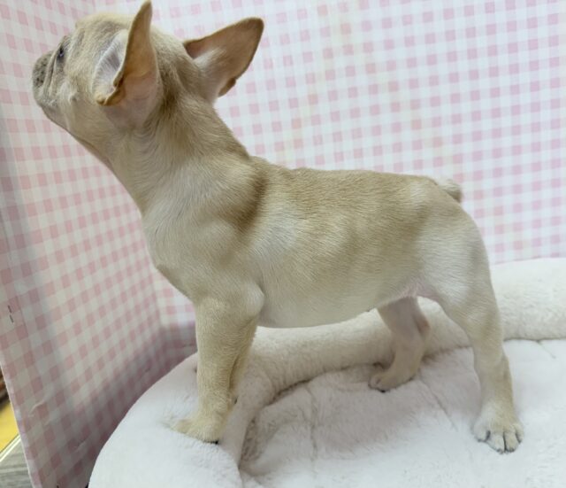 フレンチブルドッグ