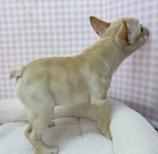 フレンチブルドッグ