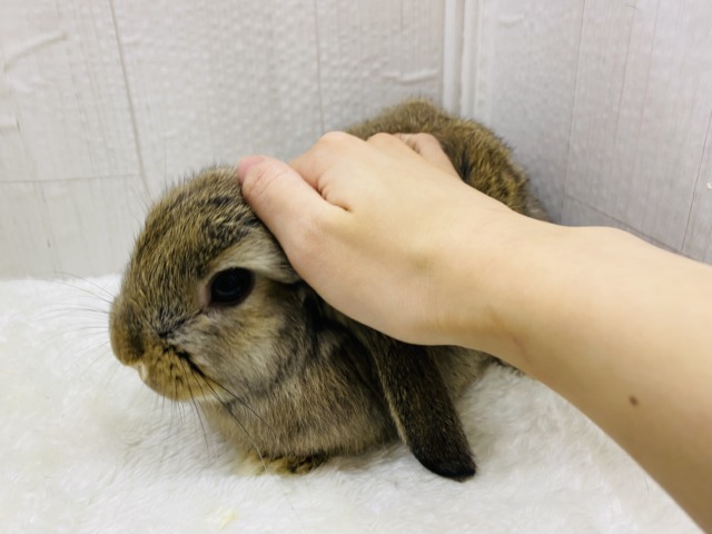 ロップイヤーラビット