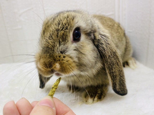 ロップイヤーラビット