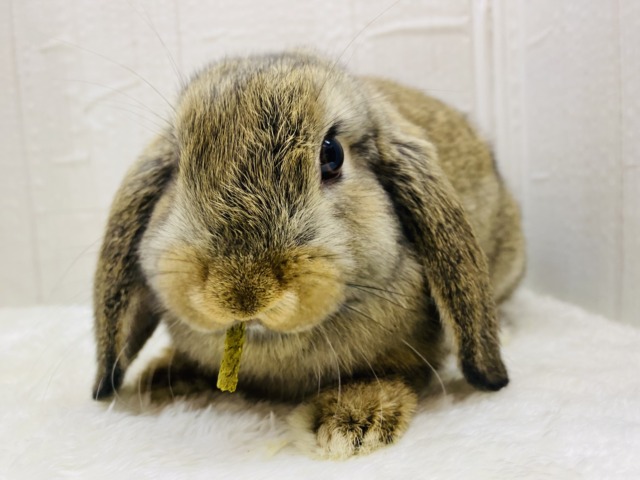 ロップイヤーラビット