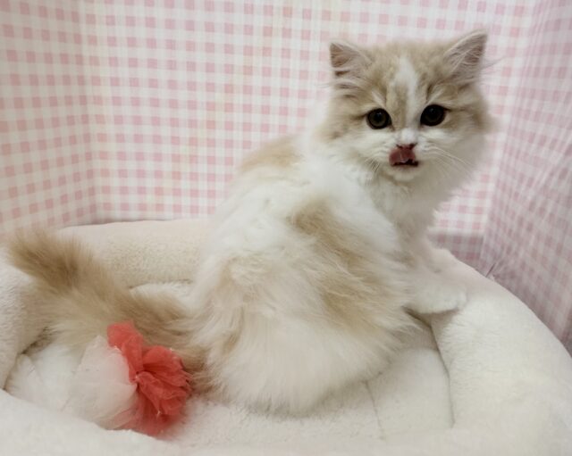 スコティッシュフォールド