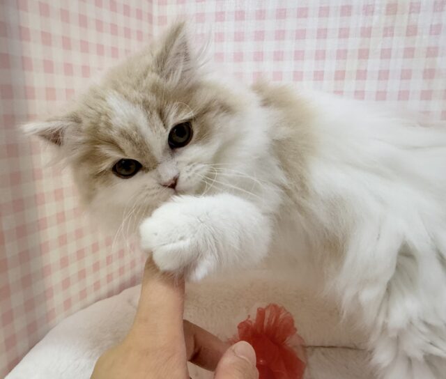 スコティッシュフォールド