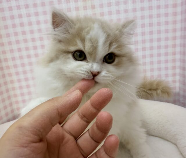 スコティッシュフォールド