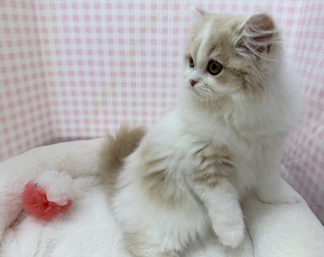 スコティッシュフォールド