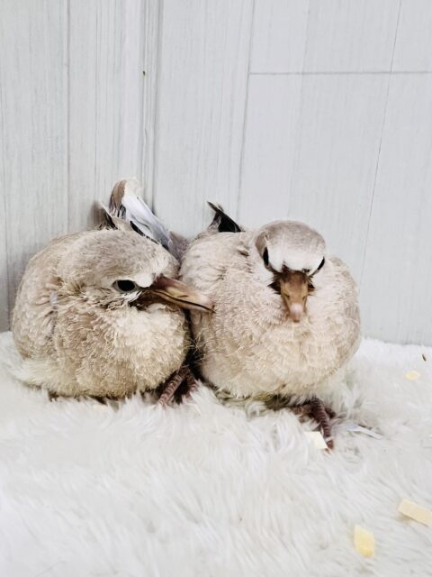 ジュズカケバト