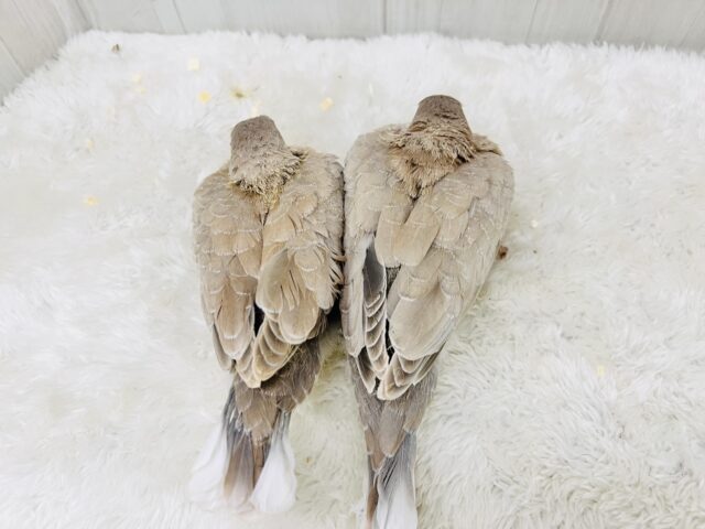 ジュズカケバト