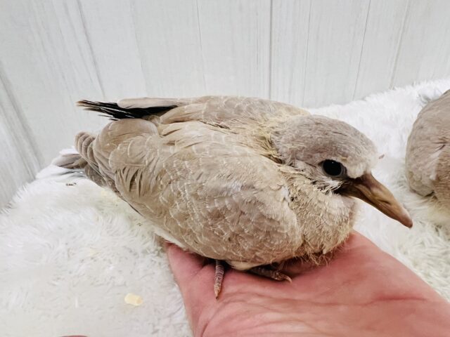 ジュズカケバト