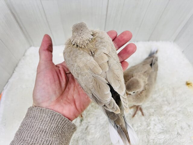 ジュズカケバト