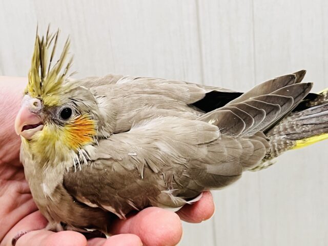 オカメインコ