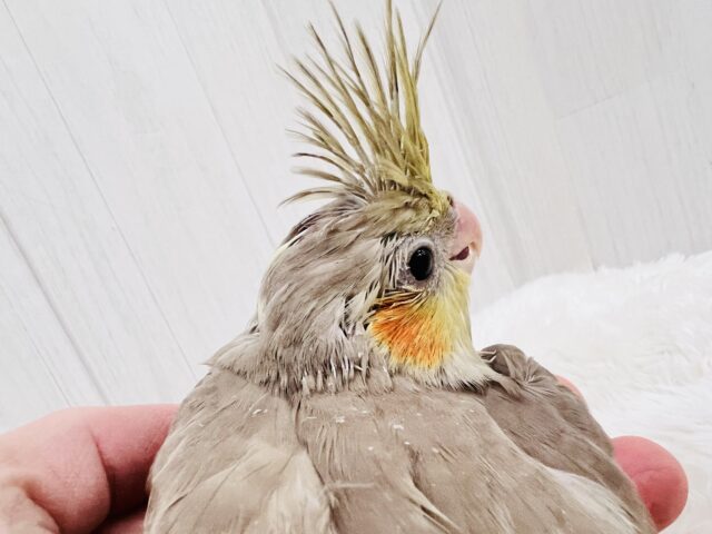 オカメインコ