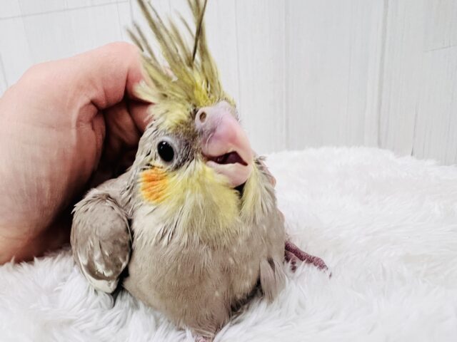 オカメインコ