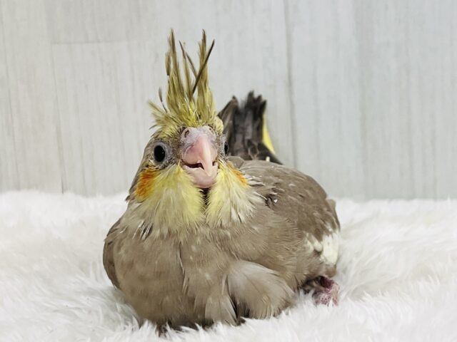 オカメインコ
