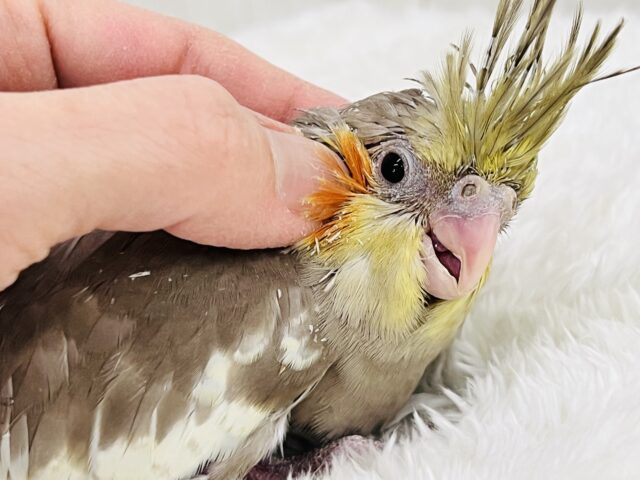 オカメインコ