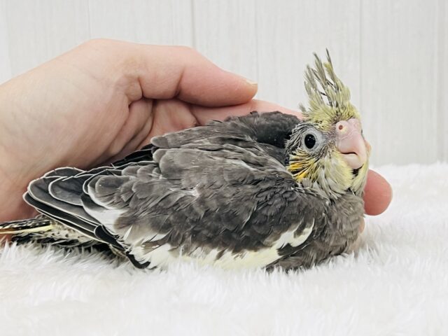オカメインコ