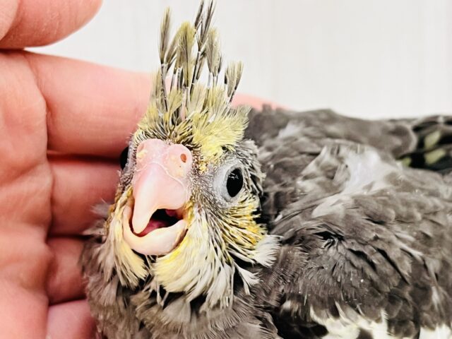 オカメインコ