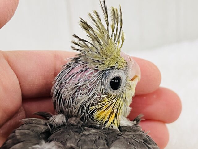 オカメインコ