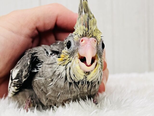 オカメインコ