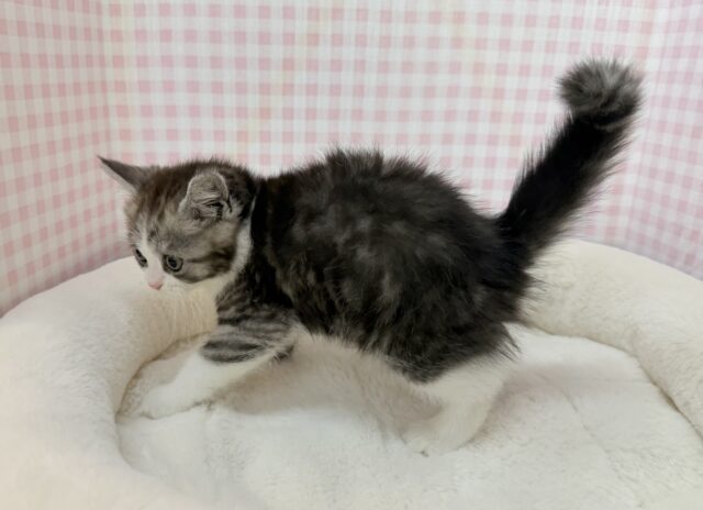 ブリティッシュショートヘア