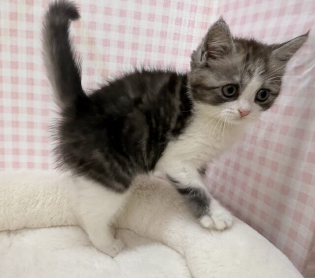 ブリティッシュショートヘア