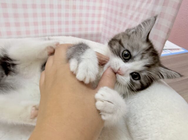 ブリティッシュショートヘア