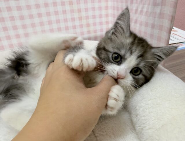 ブリティッシュショートヘア