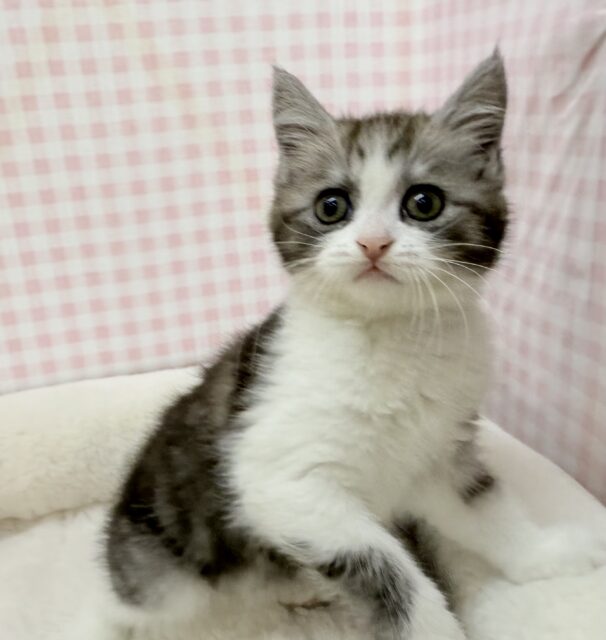 ブリティッシュショートヘア