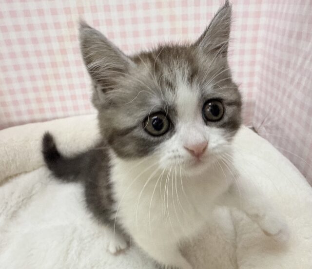 ブリティッシュショートヘア