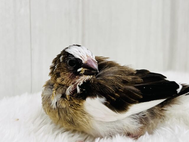 十姉妹（ジュウシマツ）