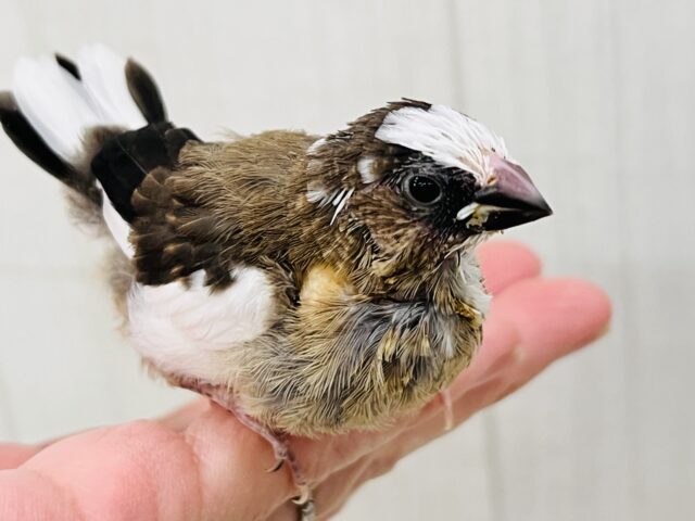 十姉妹（ジュウシマツ）