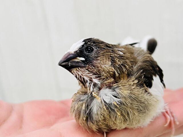 十姉妹（ジュウシマツ）