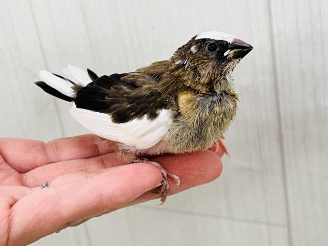 十姉妹（ジュウシマツ）