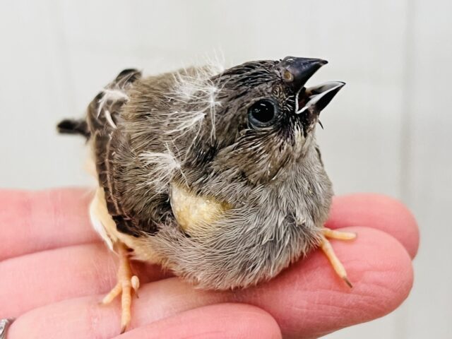 錦花鳥（キンカチョウ）