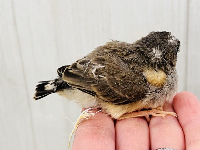 錦花鳥（キンカチョウ）