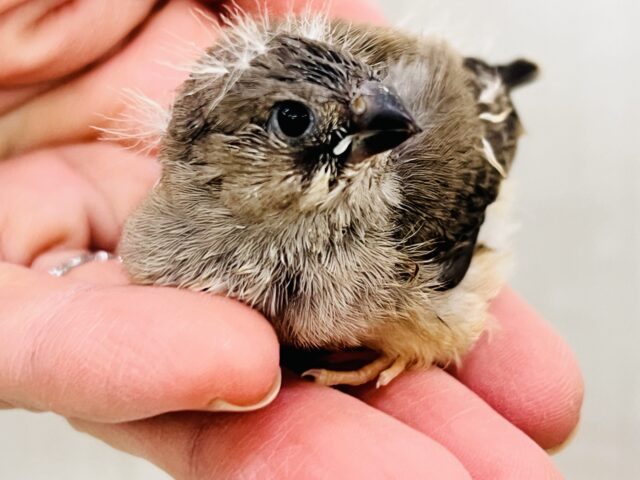 錦花鳥（キンカチョウ）