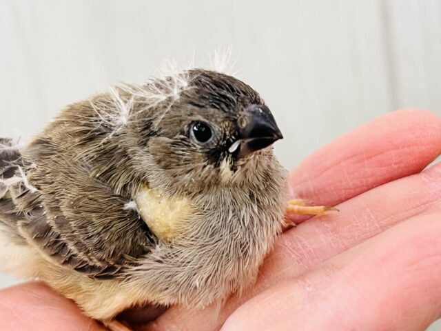 錦花鳥（キンカチョウ）