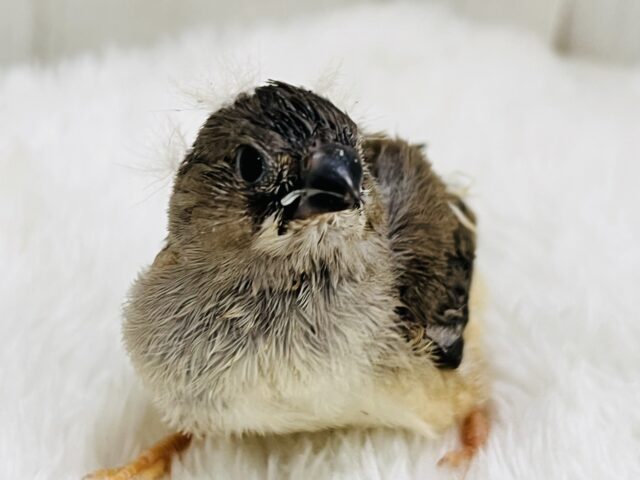 錦花鳥（キンカチョウ）