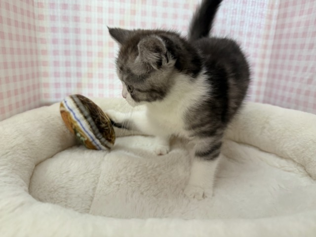 ブリティッシュショートヘア