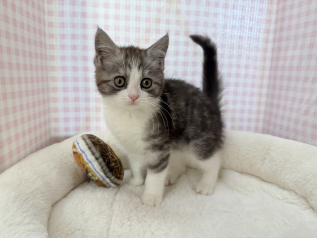 ブリティッシュショートヘア