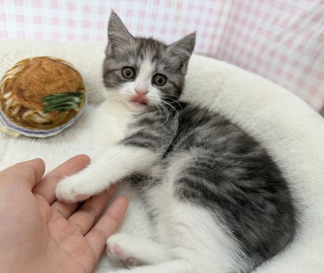 ブリティッシュショートヘア