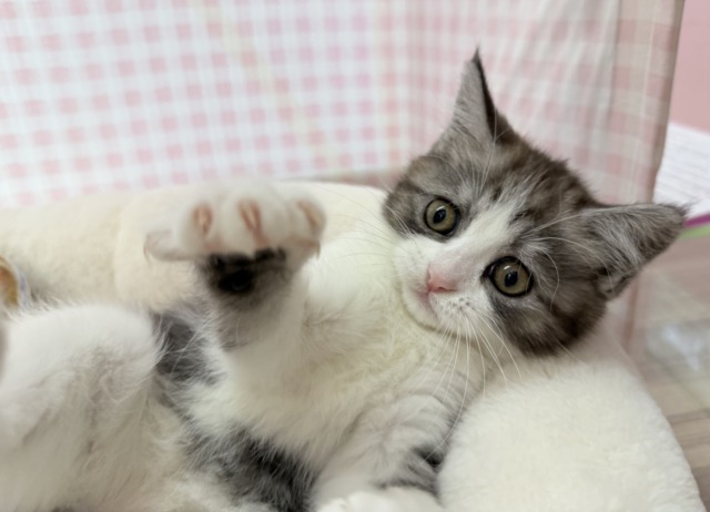 ブリティッシュショートヘア