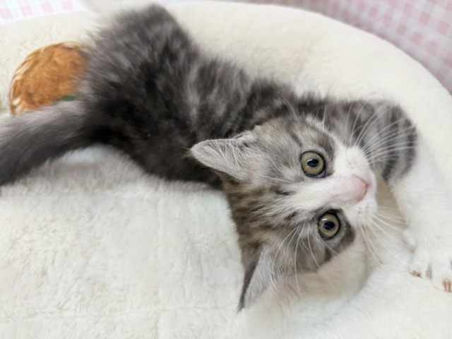 ブリティッシュショートヘア