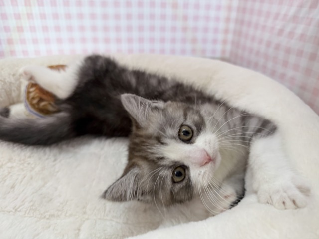 ブリティッシュショートヘア