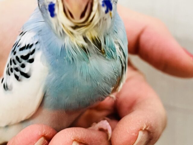 セキセイインコ